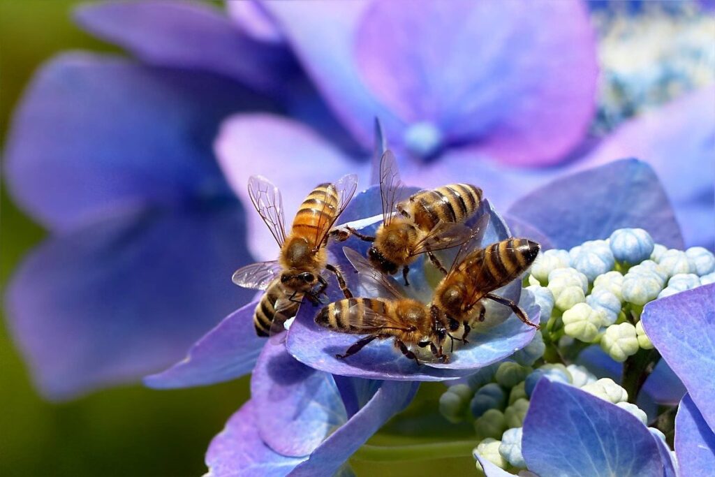 Bee Forage Hydrangea