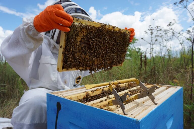 bee hives in ground