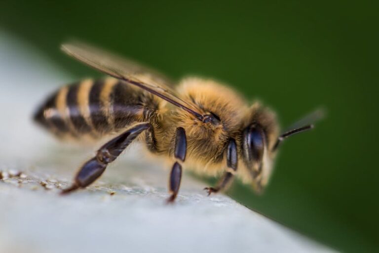 bee pollen vs propolis