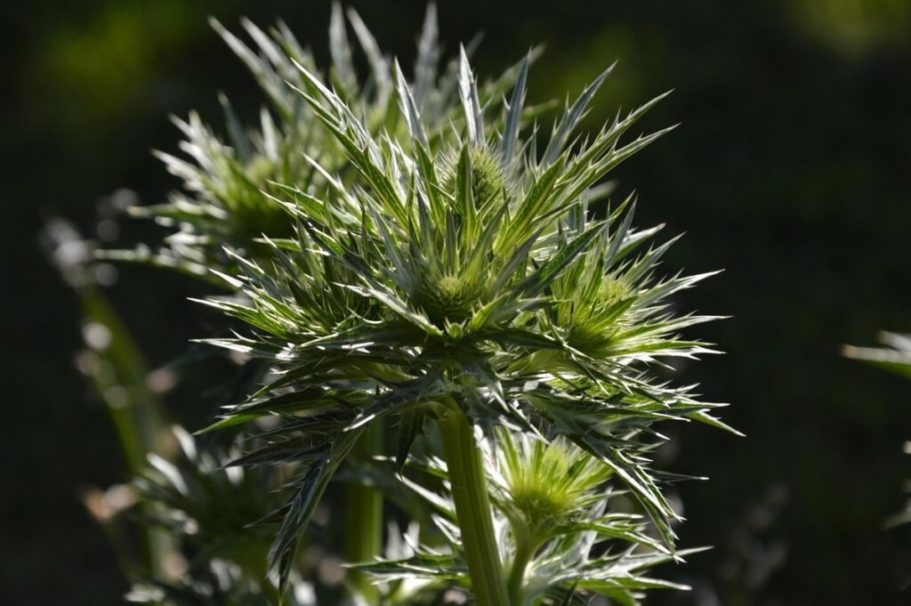 weeds with prickles for bee forage