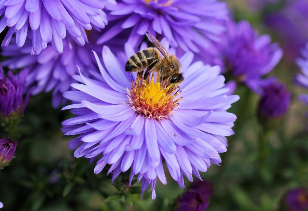 what repels bees but not hummingbirds