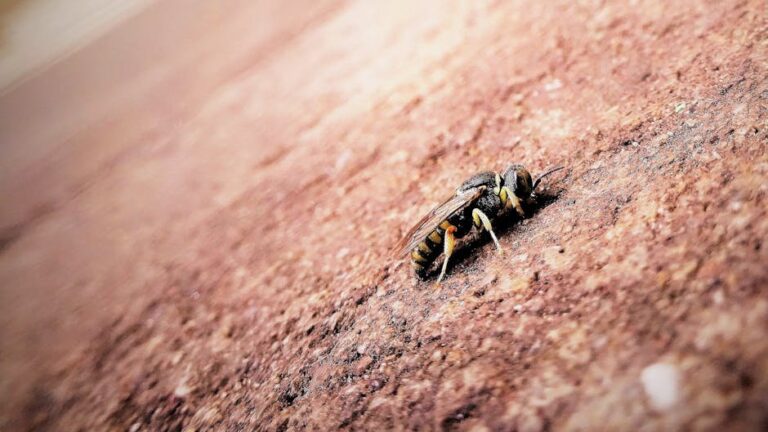 bee sting itch relief