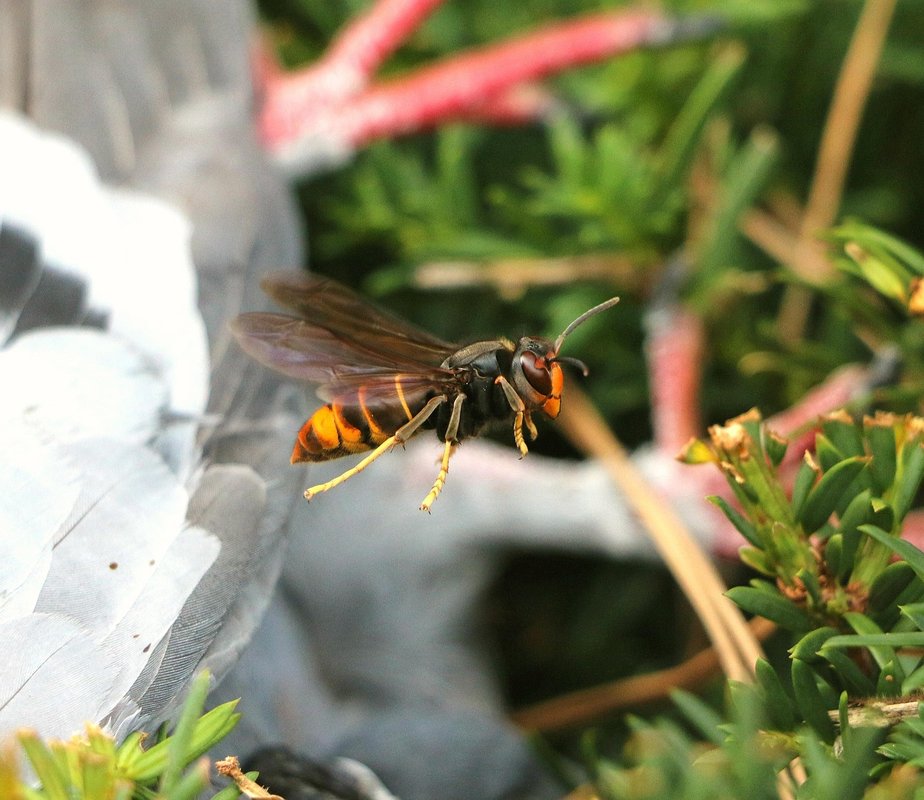 bee stinger removal