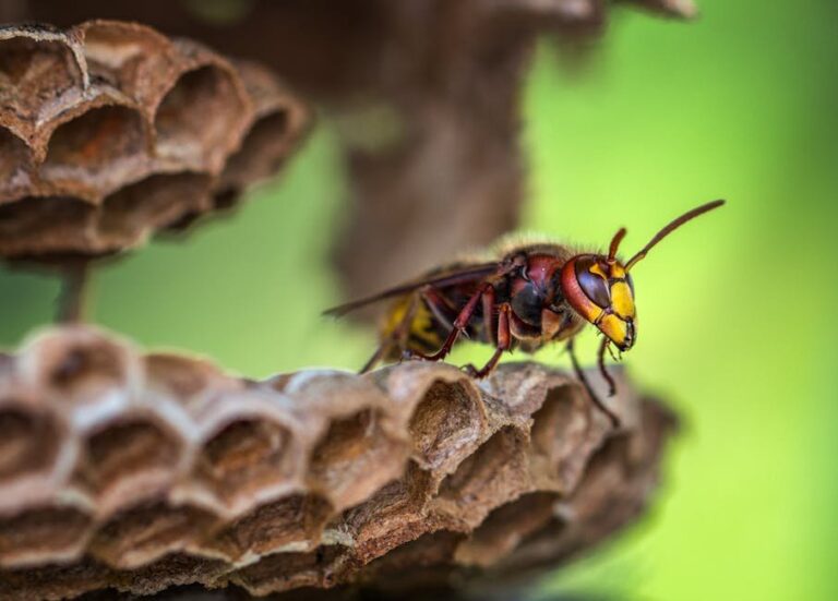 honey on bee stings