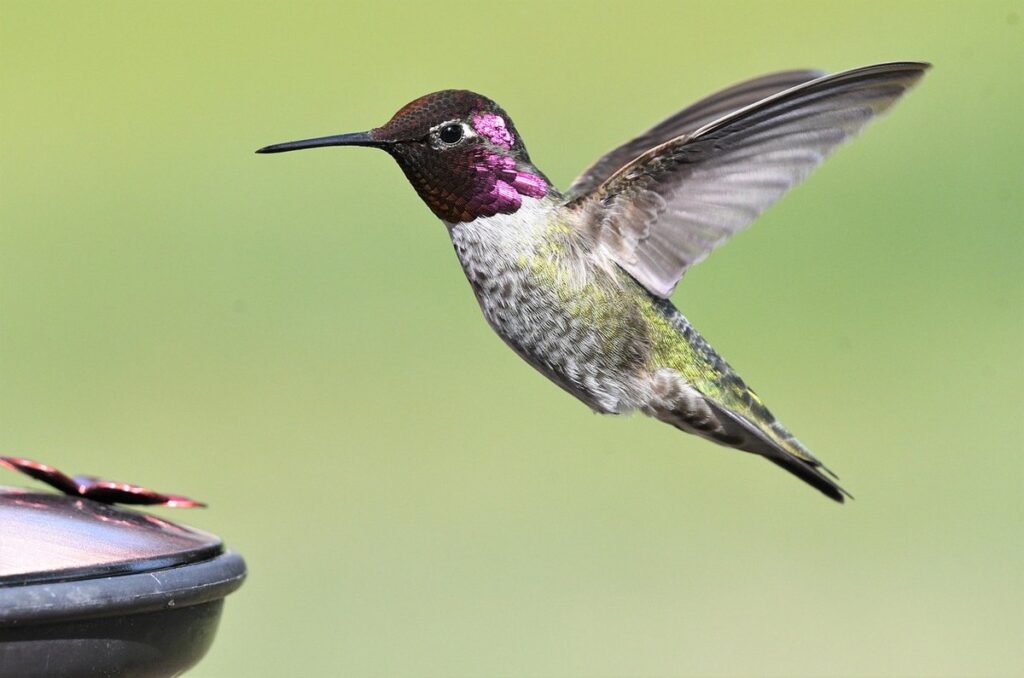 bee repellent for hummingbird feeders