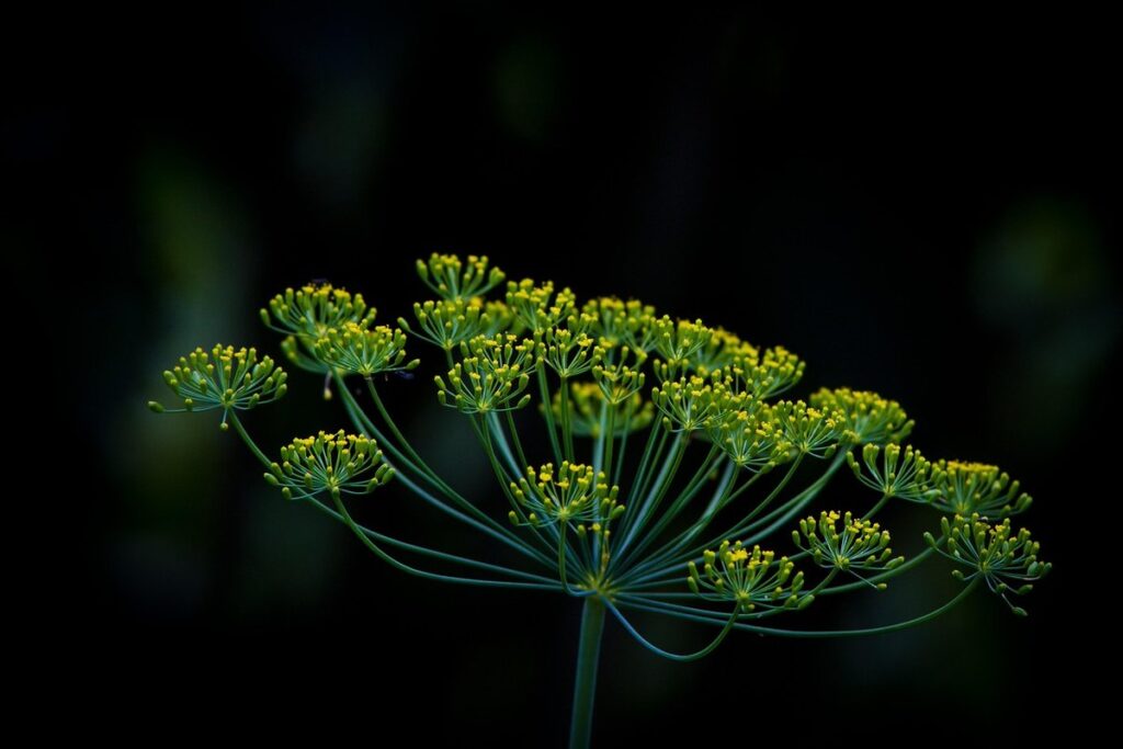 cow parsnip plant for bees