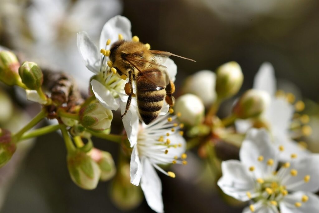 how do bees collect pollen
