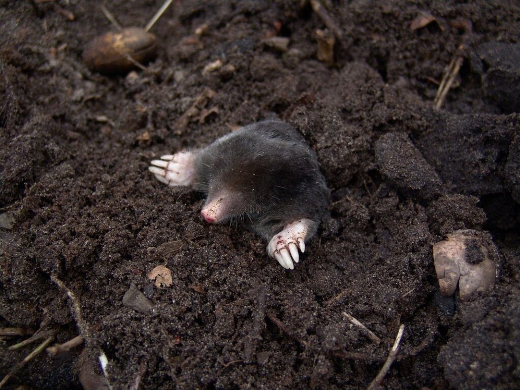 bees digging in ground