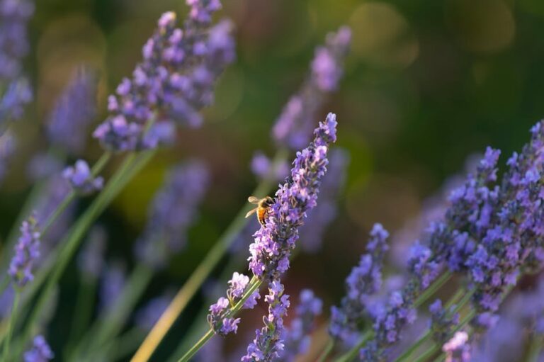 bees in washington state