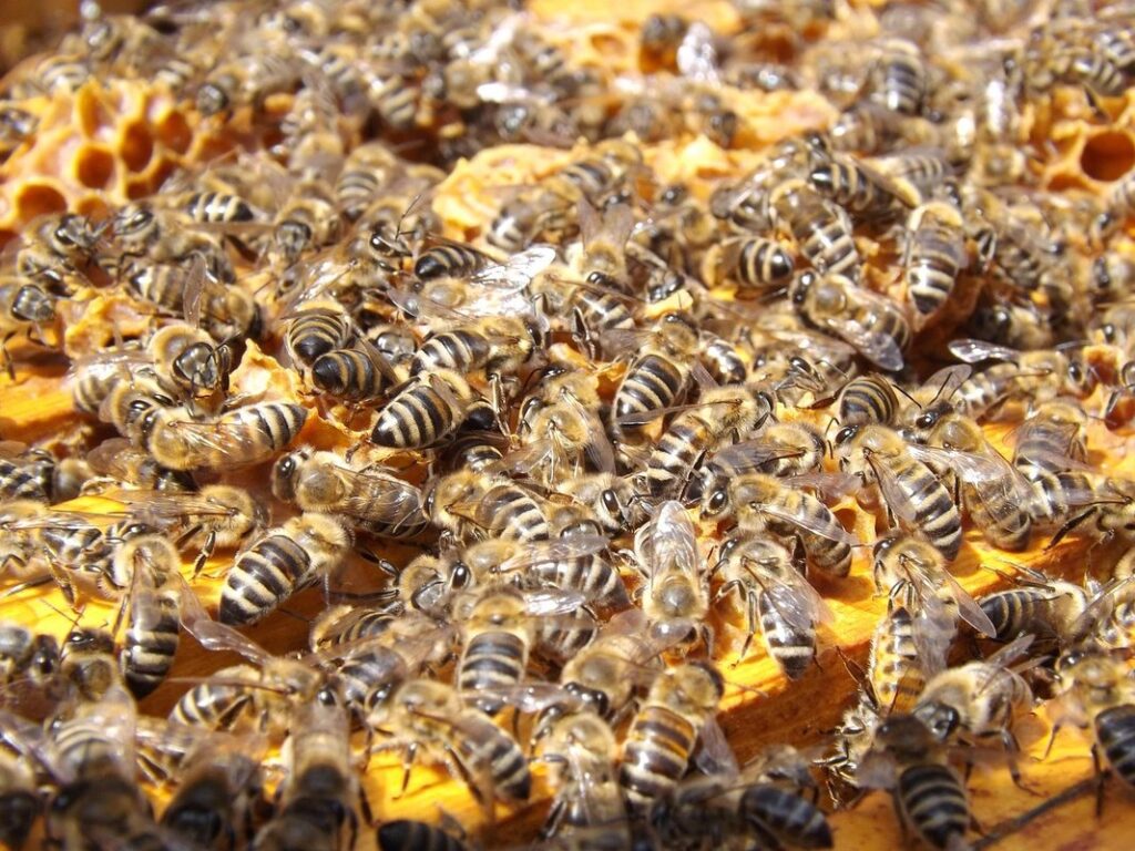 bees large yellow black