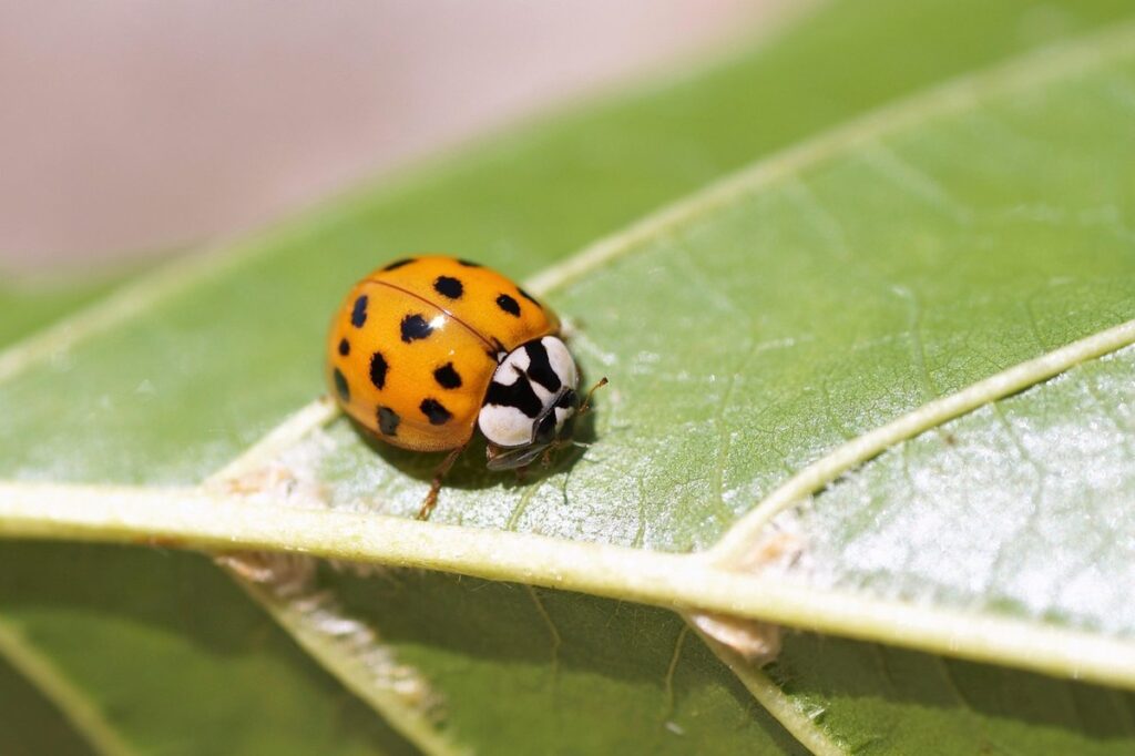 beneficial bugs for apiary management