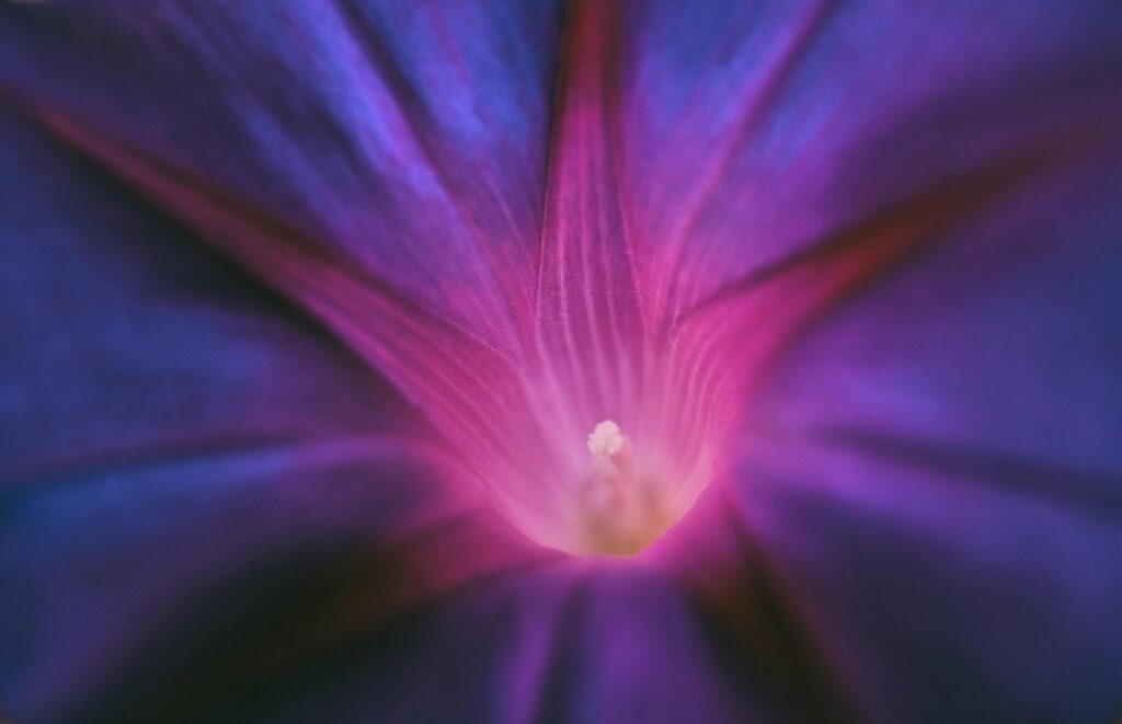 Bindweed