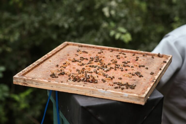birds nest mushroom in bee colonies