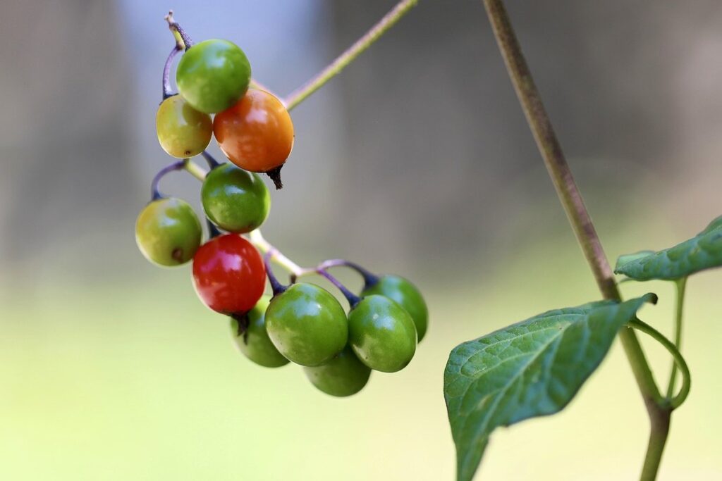 Bittersweet nightshade