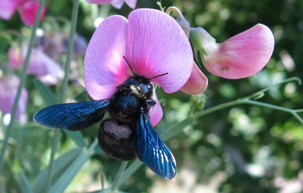 black carpenter bee nest