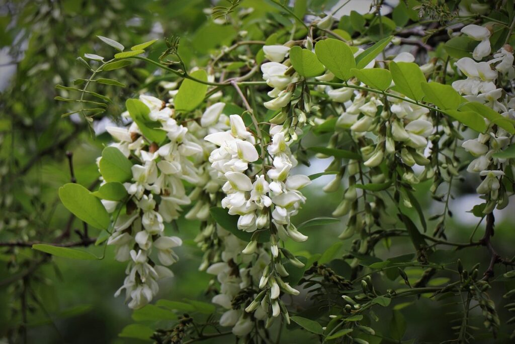 black locust tree ontario for bee forage