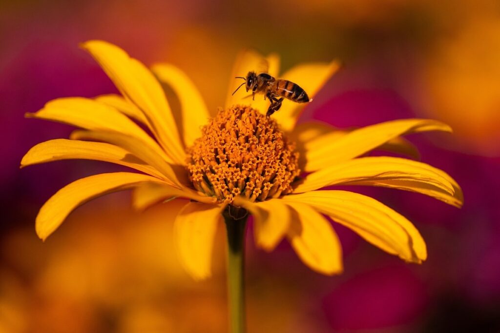 black orange bee