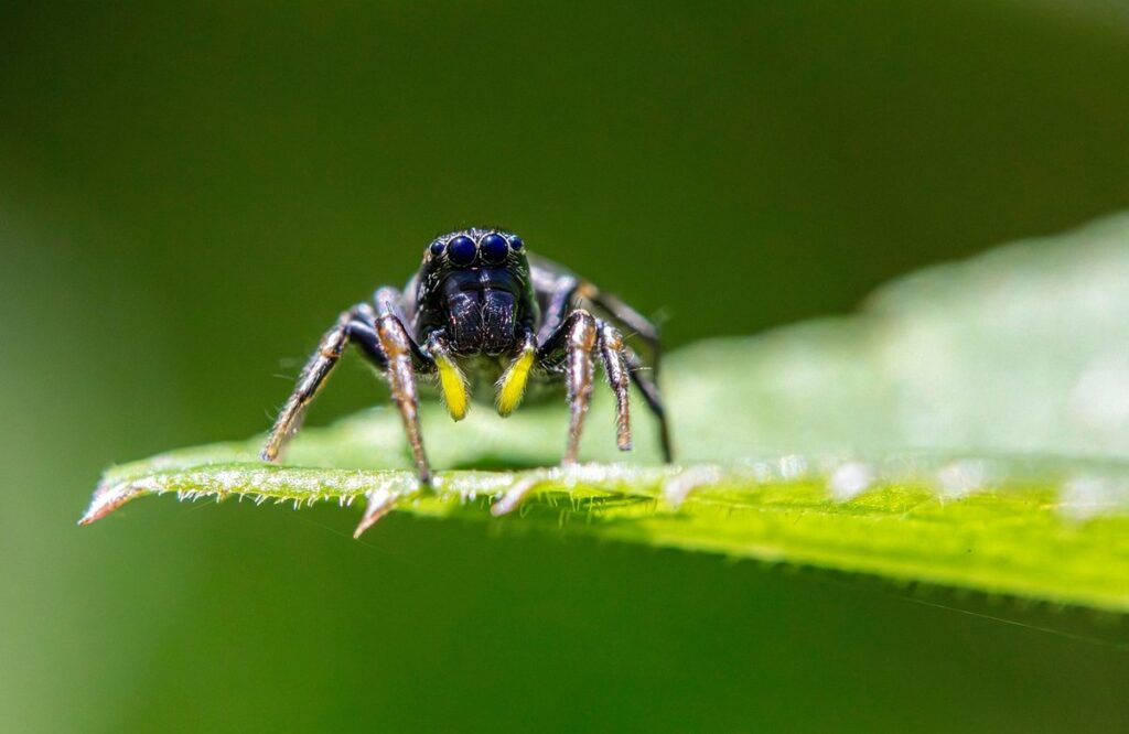big spider black and bees