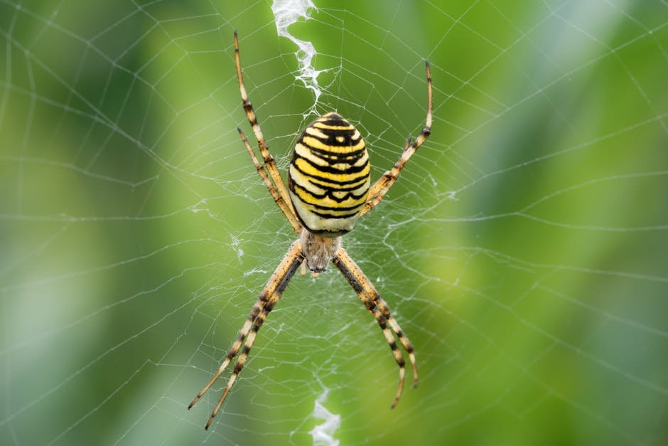 black spider with yellow dot and bees -> yellow dot spider