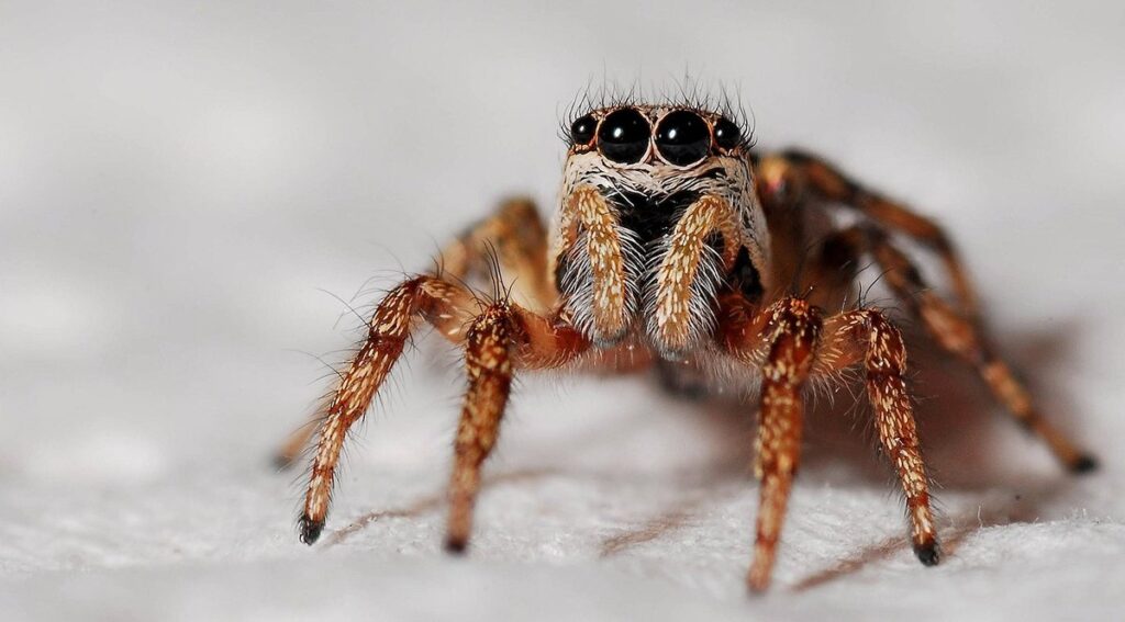 black spider with yellow stripes and bees
