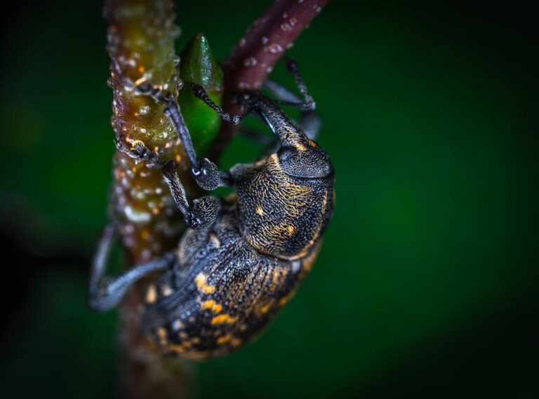 black weevils in beekeeping
