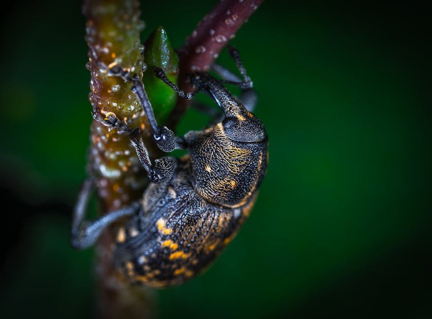 black weevils in beekeeping -> black weevil