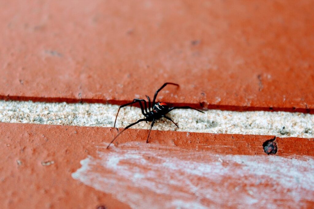 black yellow garden spider poisonous and bees