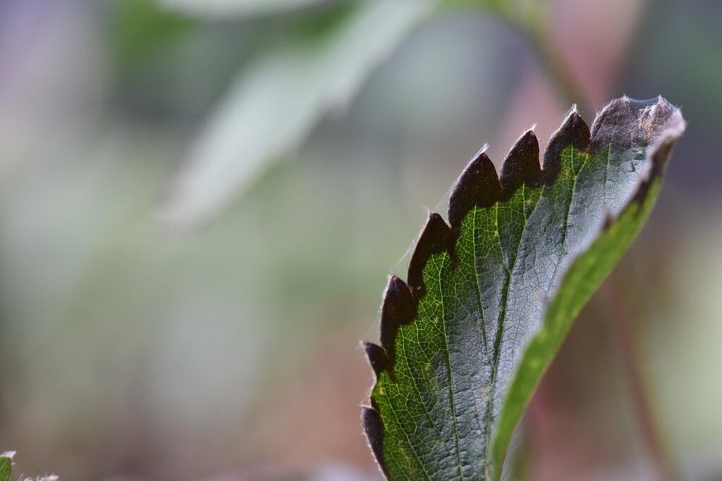 Boxwood blight