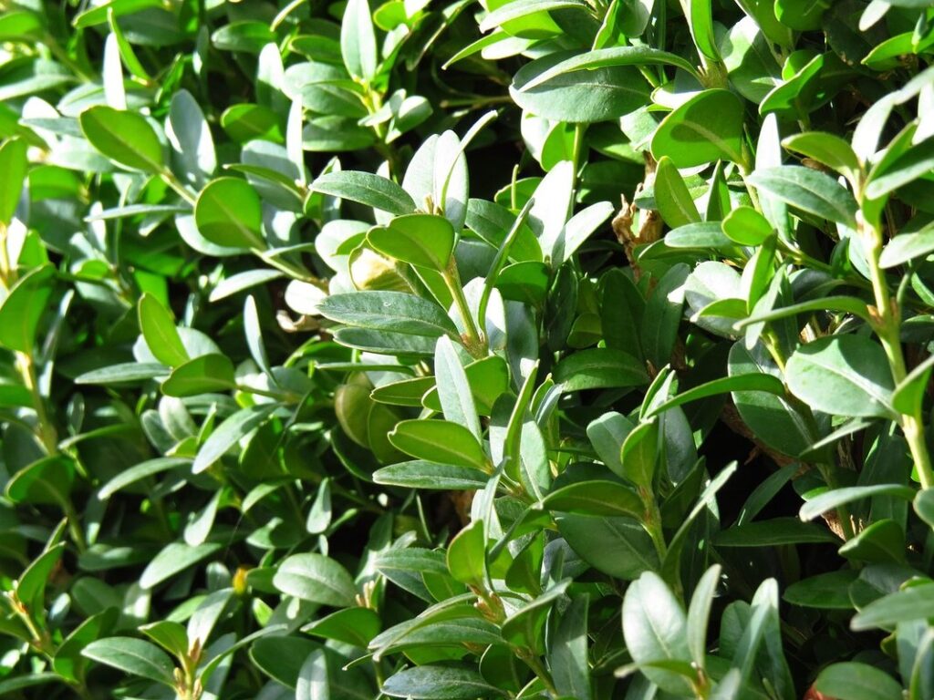 types of boxwood bushes for bee gardens