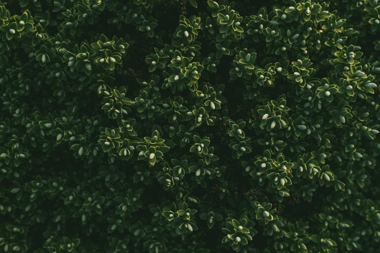 calgary boxwood for bee gardens
