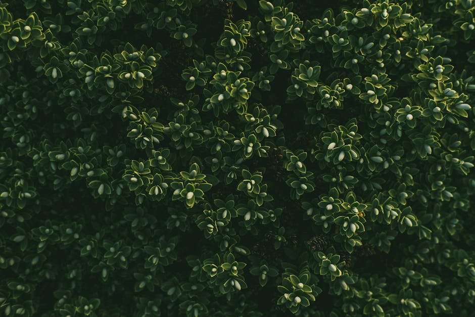 Boxwood for bee gardens -> Boxwood Bells