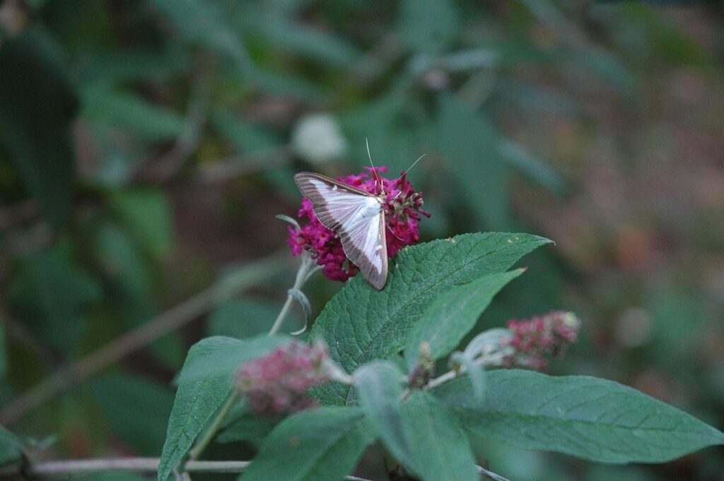 boxwood leaf miner in beekeeping