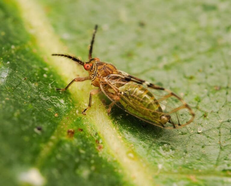boxwood psyllid insecticide in apiary management