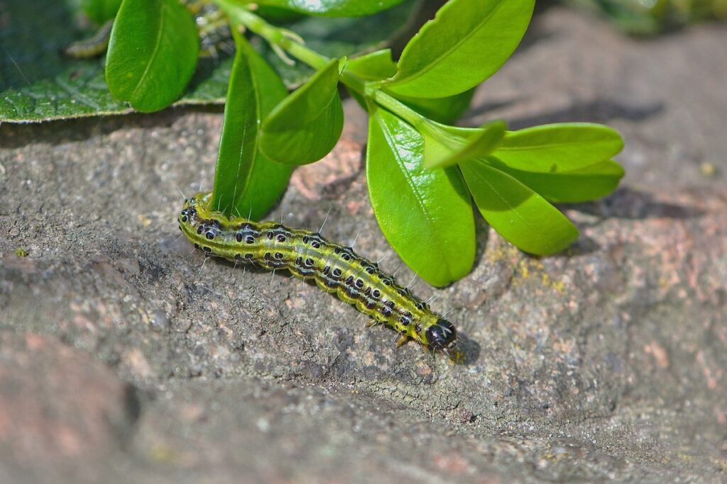 boxwood worms and hive health