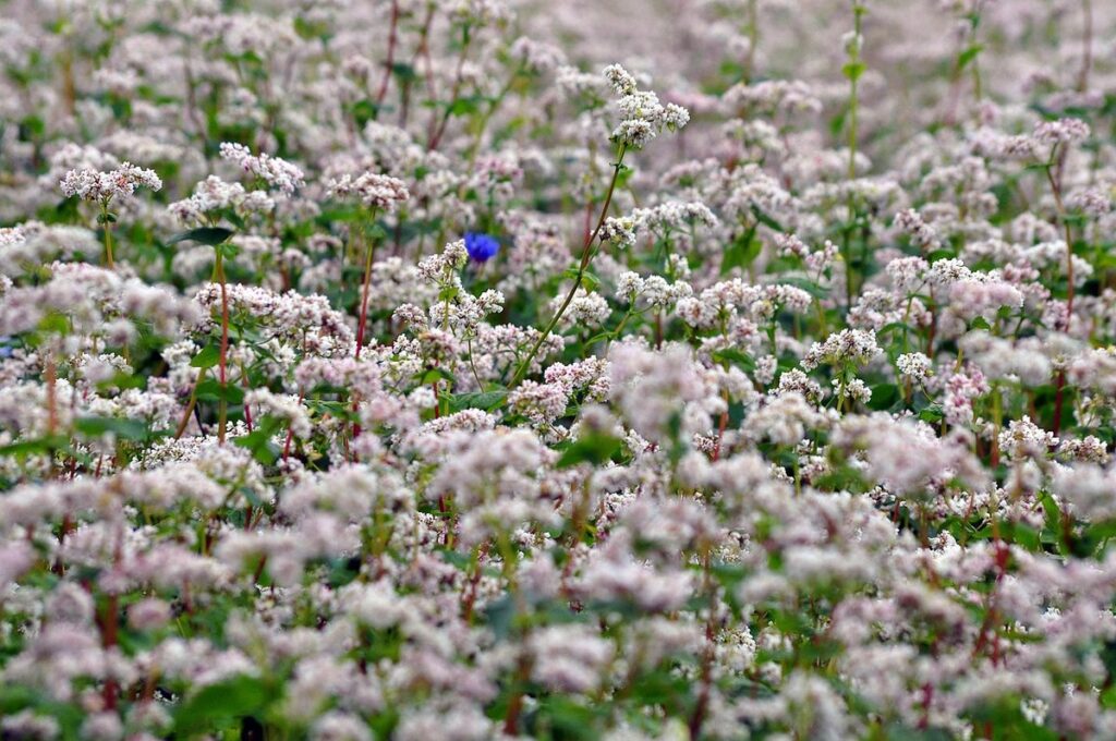 buckwheat bees