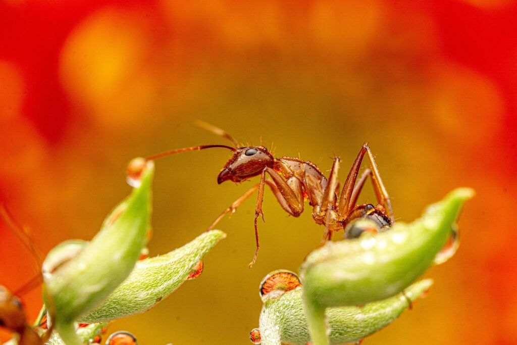 Bugs in garden