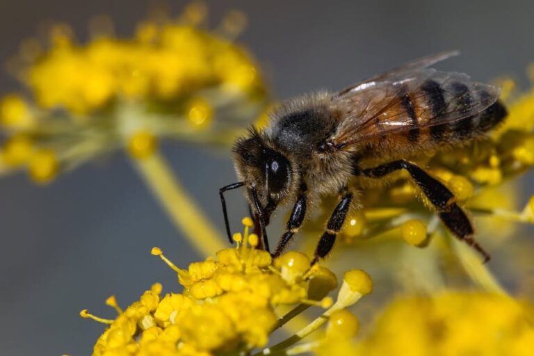 bumble bees vs yellow jackets