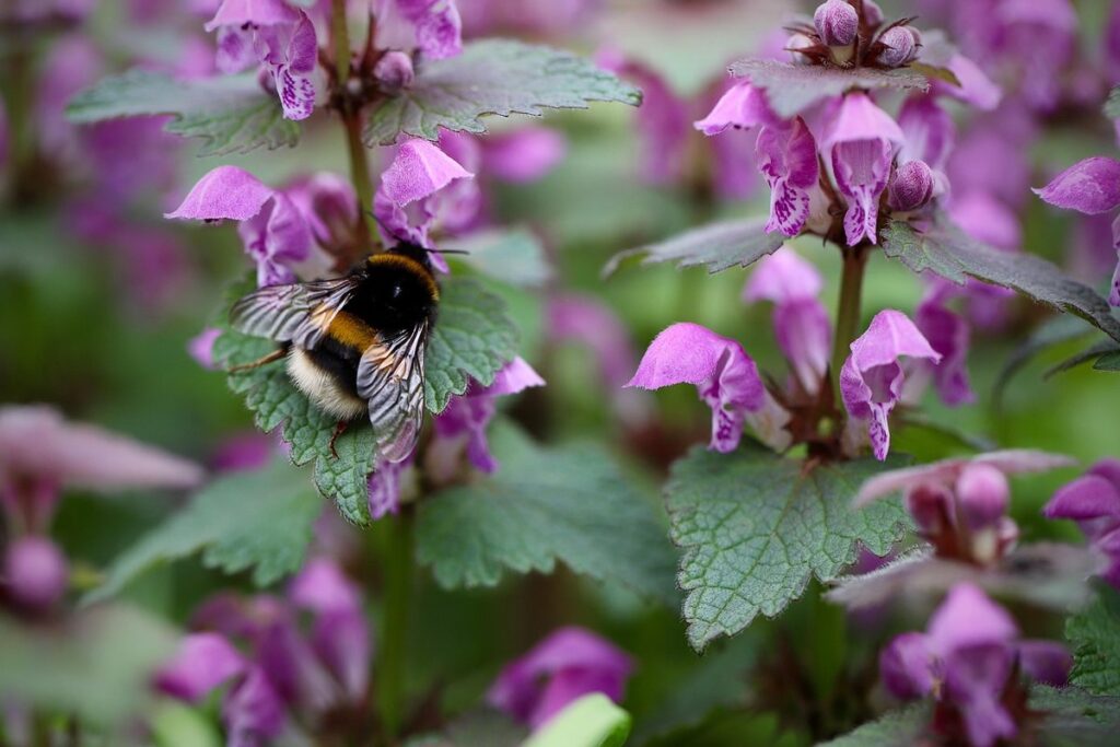 difference between bumblebee and carpenter bee