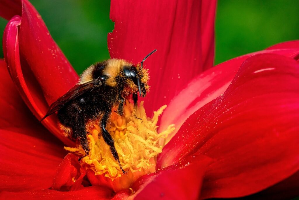 bumblebee vs honeybee