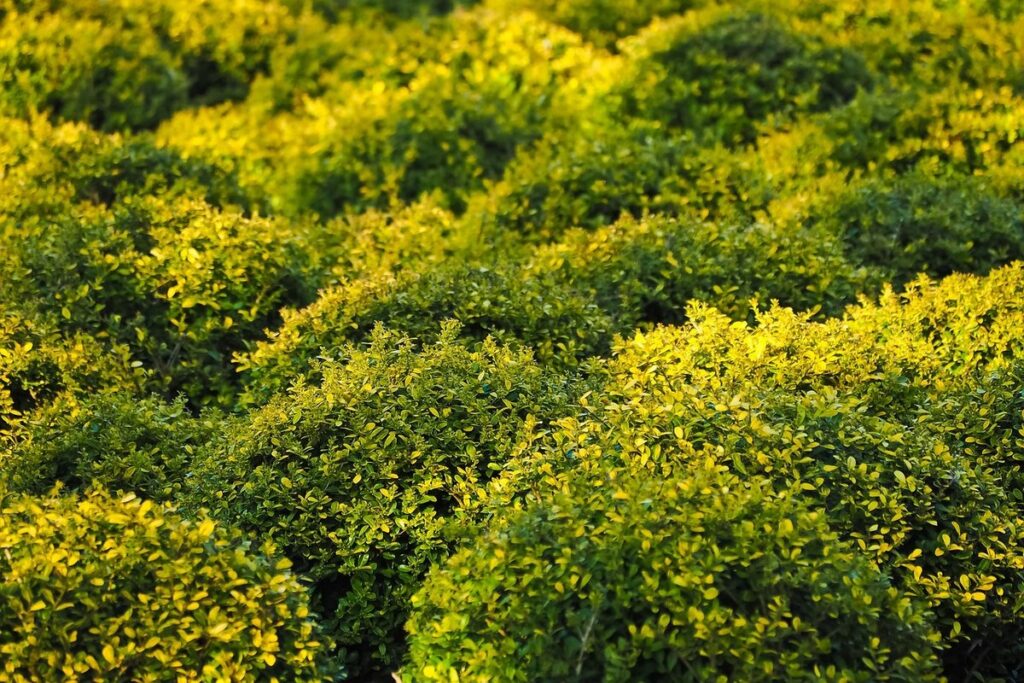 boxwood buxus for bee gardens