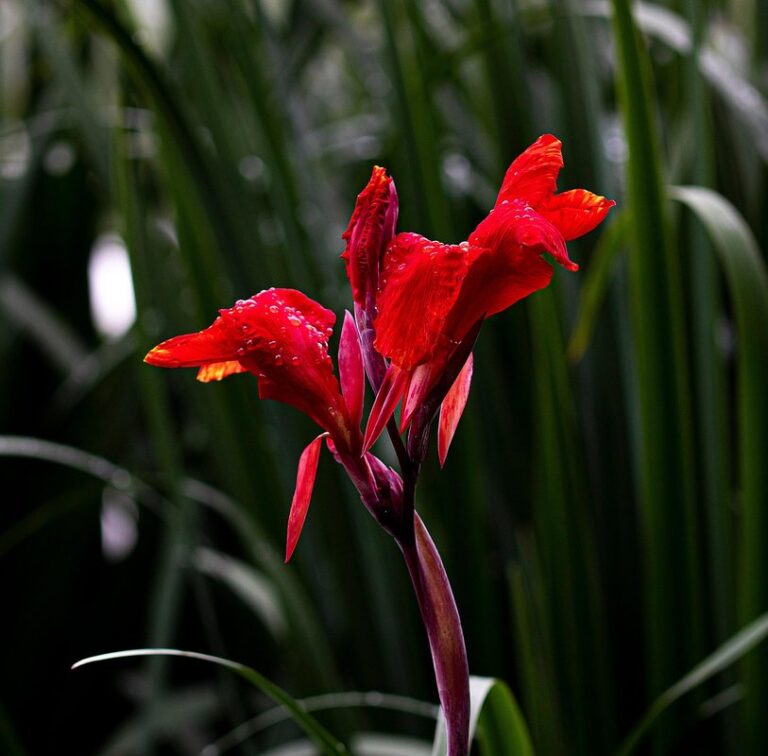 canna lily care for winter in bee gardens