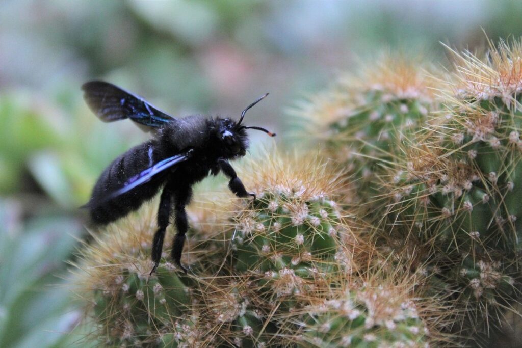 carpenter bee black