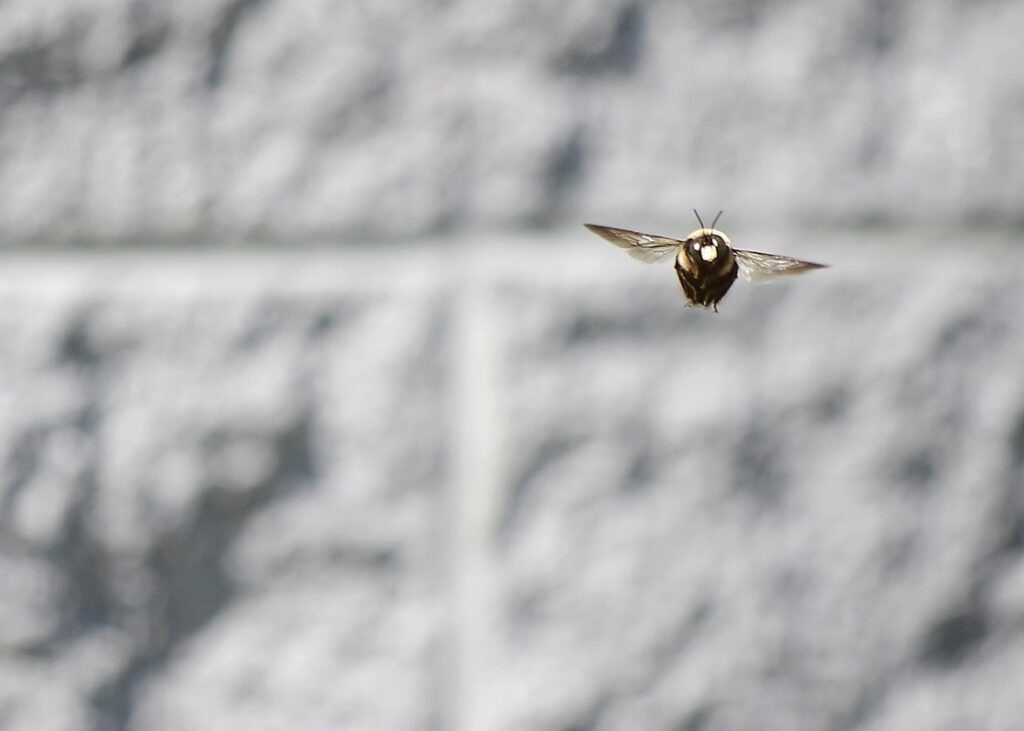 what wood do carpenter bees not like