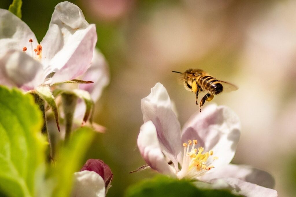 cedar apple for beekeepers
