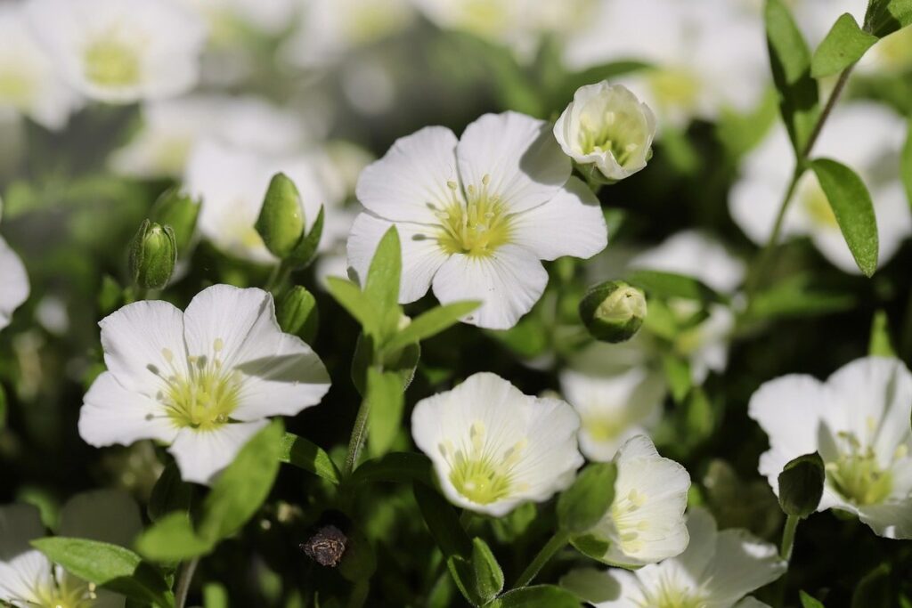 chickweed ontario for bee forage