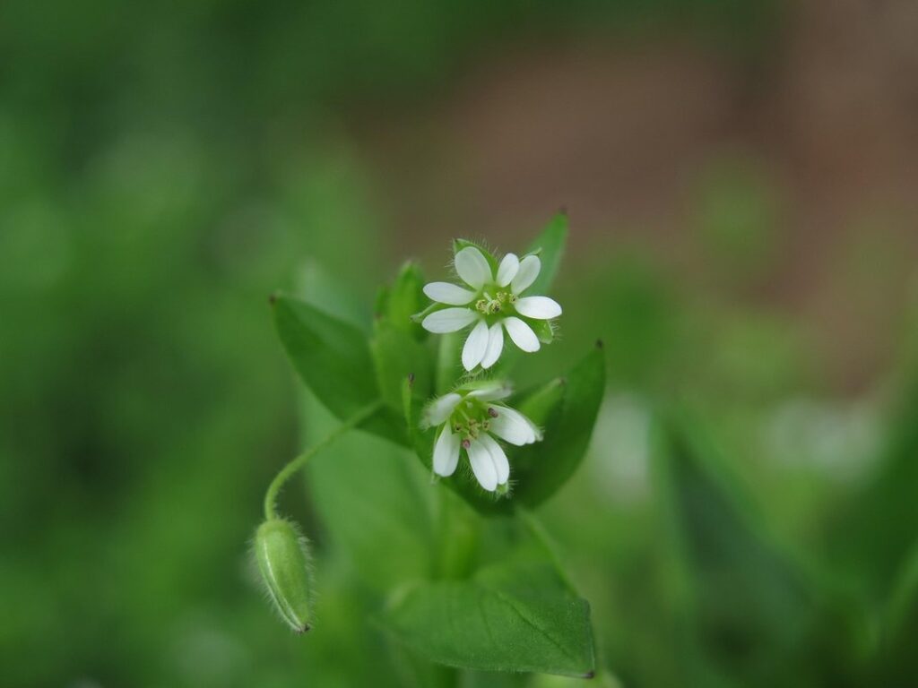 pictures chickweed plant for bee forage