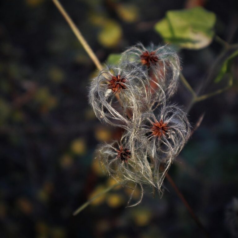 clematis wilt in bee gardens