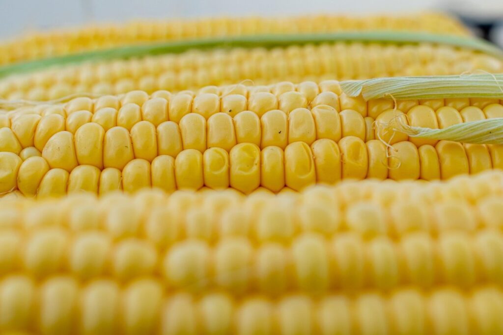 corn spiders and bees