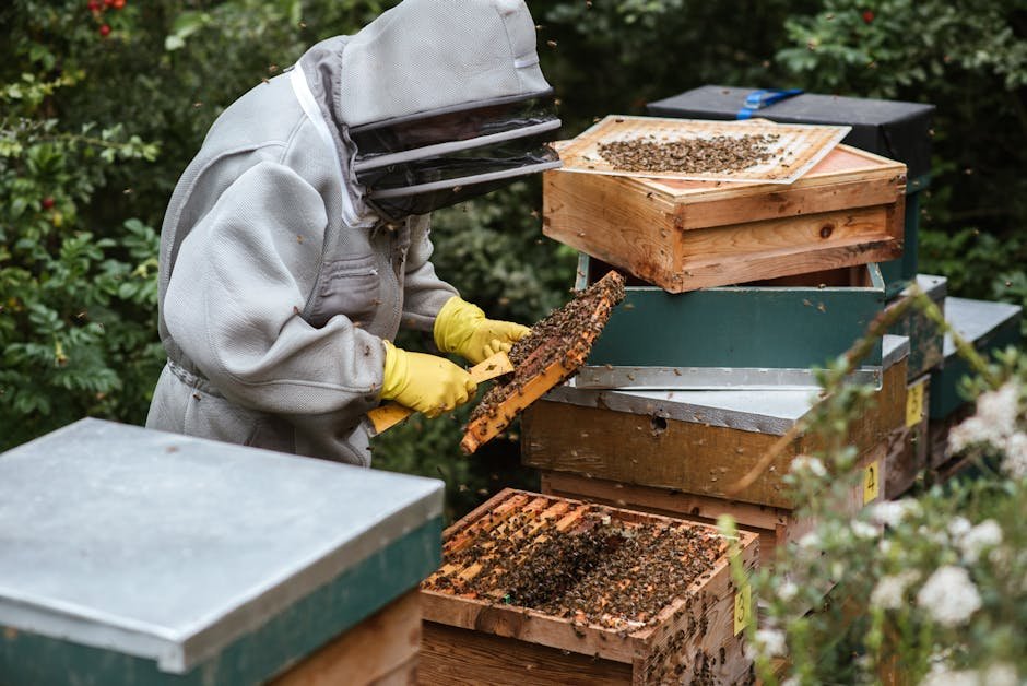 cows and bee safety (or) bee safety in fields (or) pasture bee safety