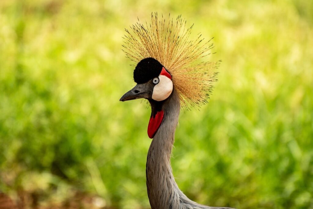 crane flys in apiary management